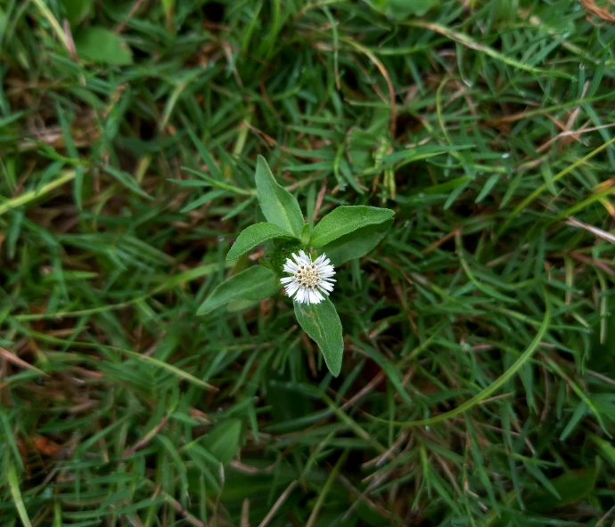 a small white flower with leaves and grass behind it