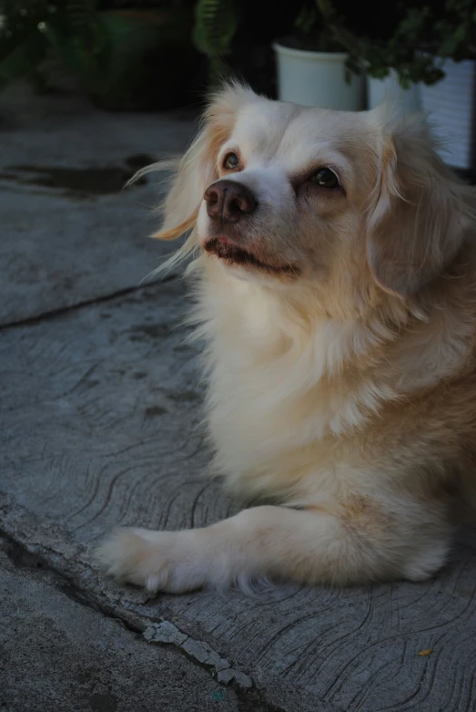 a dog laying down with it's mouth open and a face slightly shut