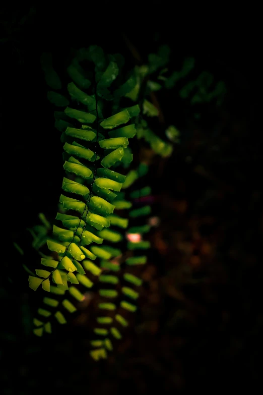 the light from an area where we see ferns