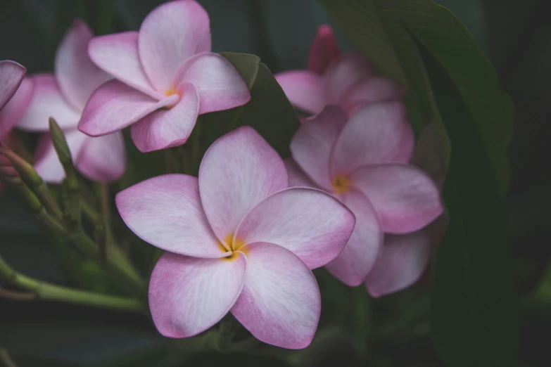 close up image of pink flowers in bloom