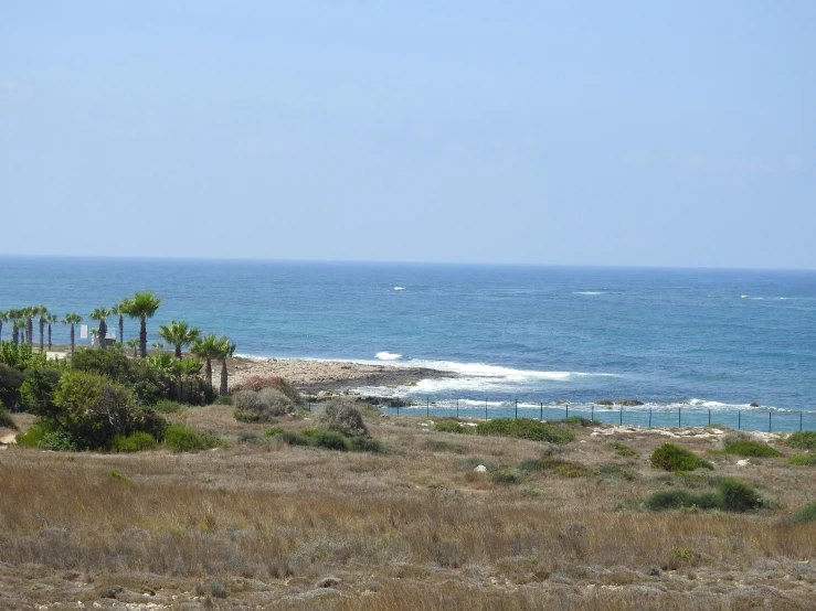 trees and grass on the shore of an ocean