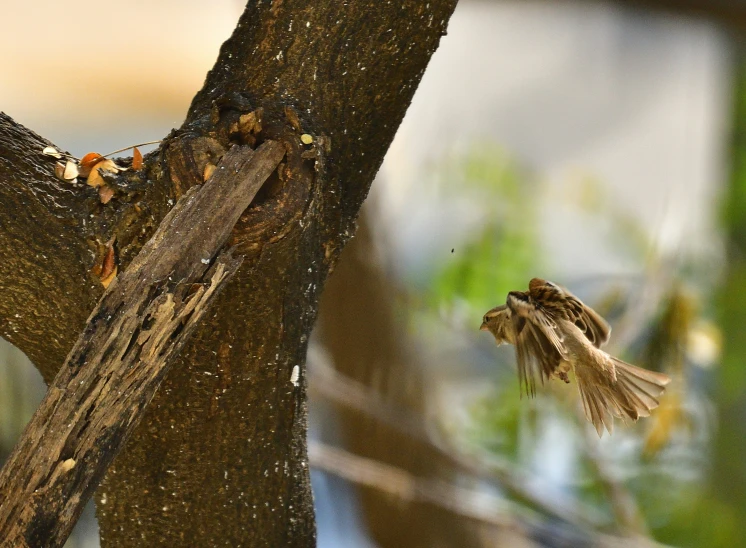 the bird is perched on top of a tree