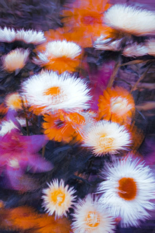 a bunch of flowers that are blurry, as well as white and orange