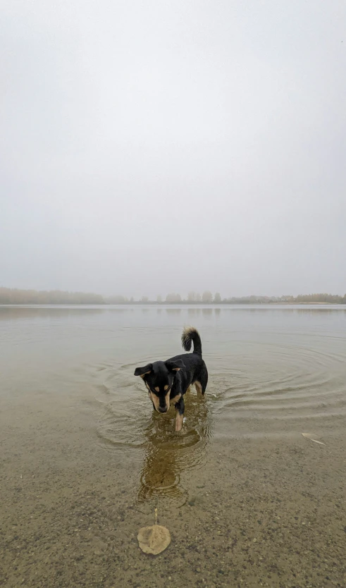 a dog in the water is standing in shallow water