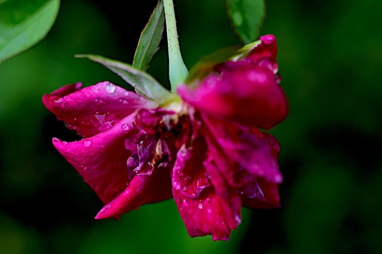 a purple flower with water droplets and green leaves