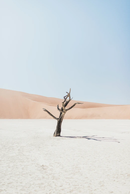 a tree is in the middle of the desert