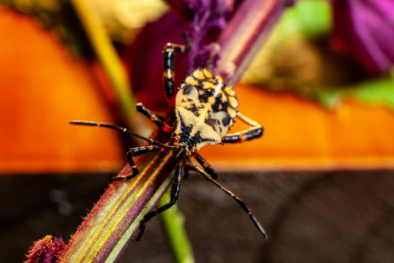 a striped insect on a flower that looks like it is looking very tired
