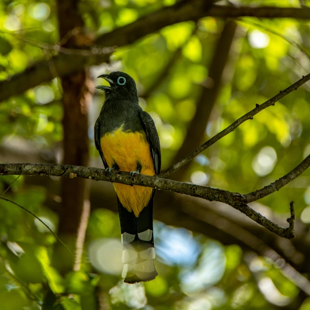 a bird sits on a nch while the leaves are bright