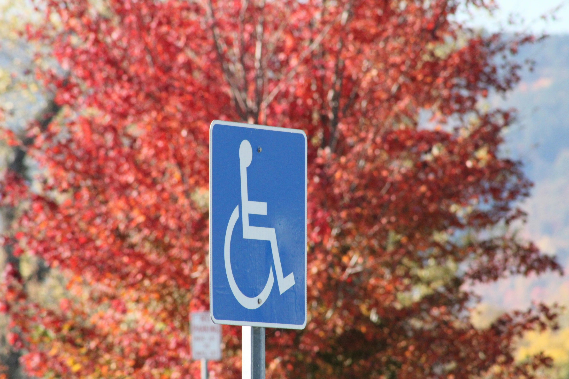 an image of a handicapped sign in front of a tree