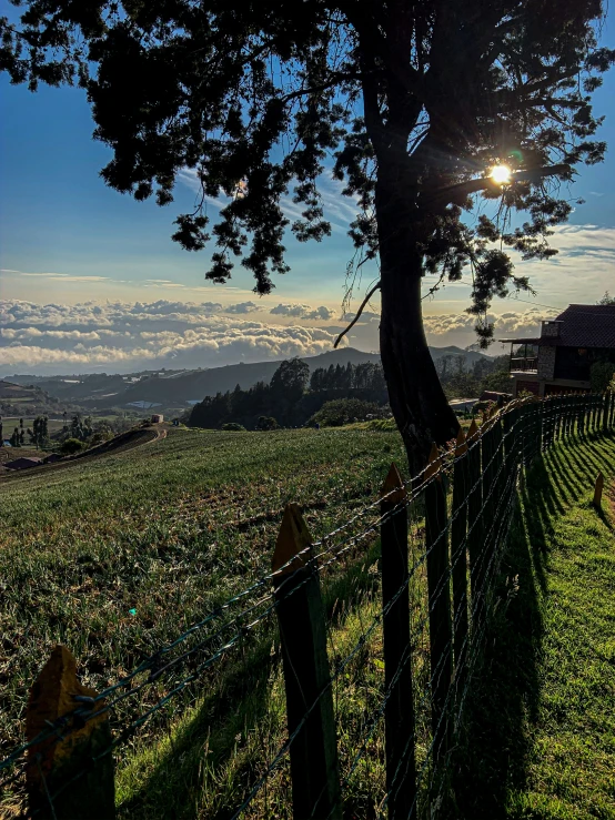 the sun rises over a grassy field with a tree and a fence