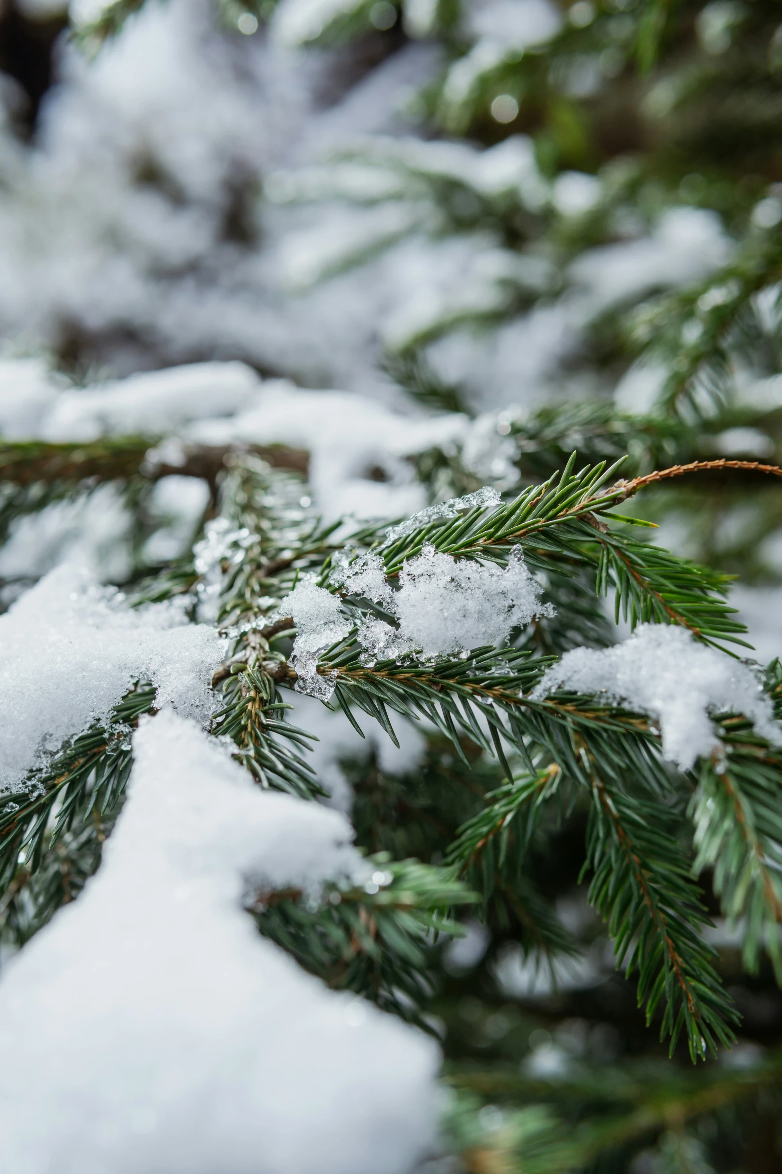 a close - up view of snow laden evergreen needles