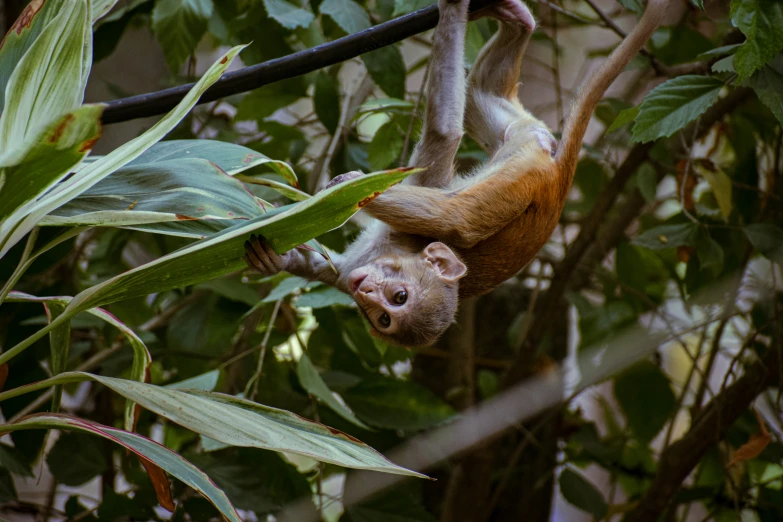 a monkey hanging upside down from a tree nch