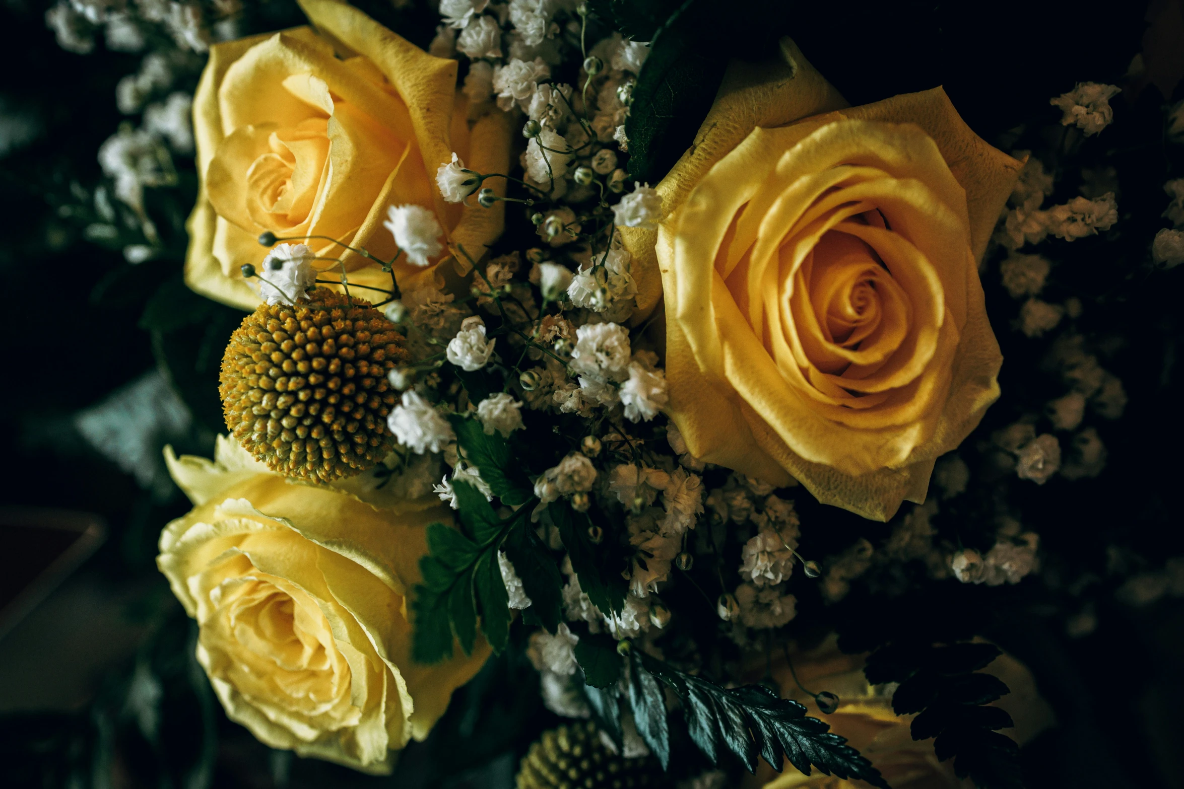 several yellow flowers with white blooms on a black background