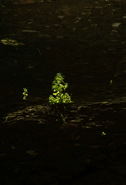 a small tree is shining through the dark forest