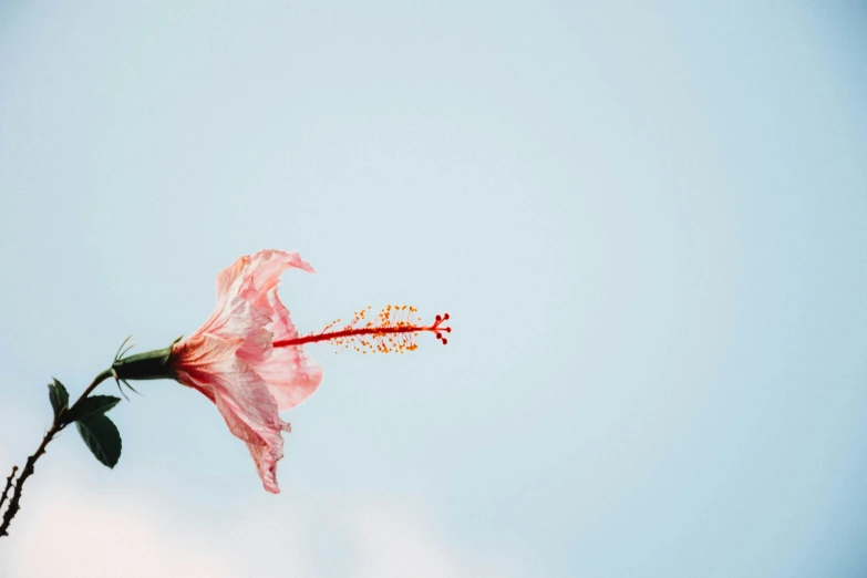 a pink flower with its stem out and the sky