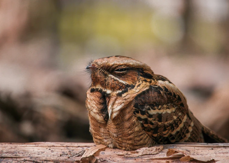 an owl looking up on a log covered in brown and yellow leaves