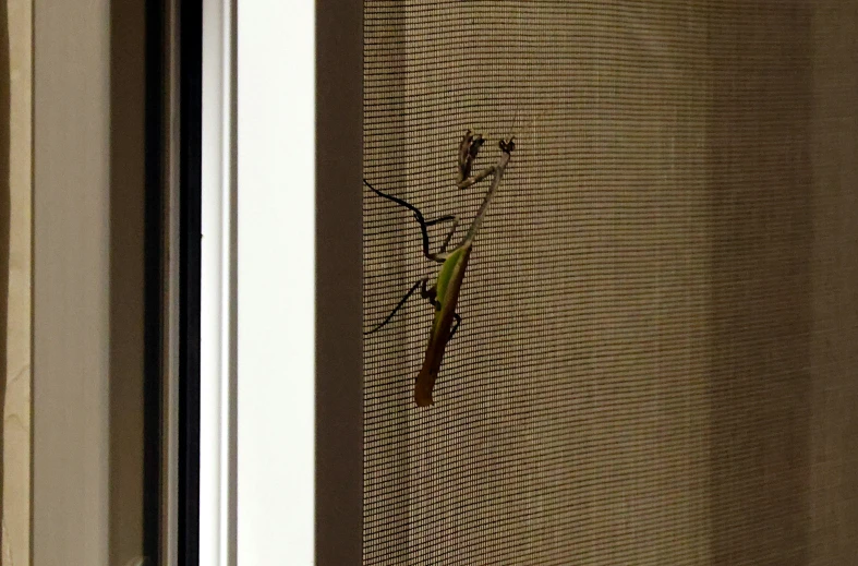 a bug sits on the window screen of an apartment