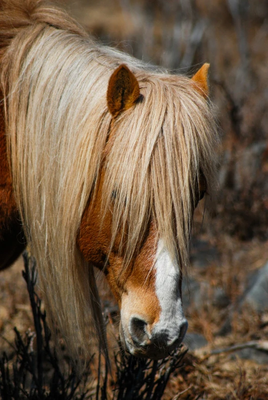 the face of a small, blonde pony