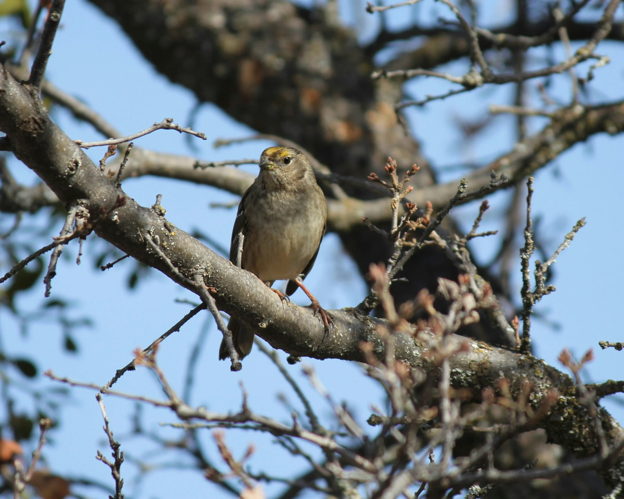 a bird sitting in the middle of a tree with no leaves