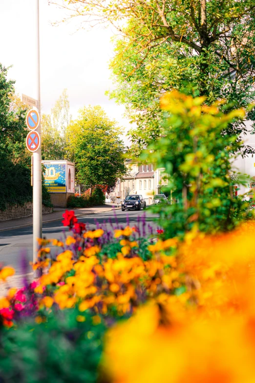 an outdoor view with lots of yellow and pink flowers