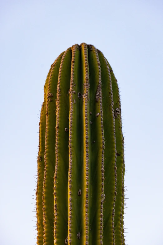 an image of a cactus with a sky background