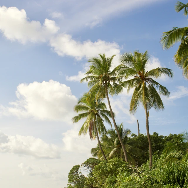 the palm trees are standing near the green grass