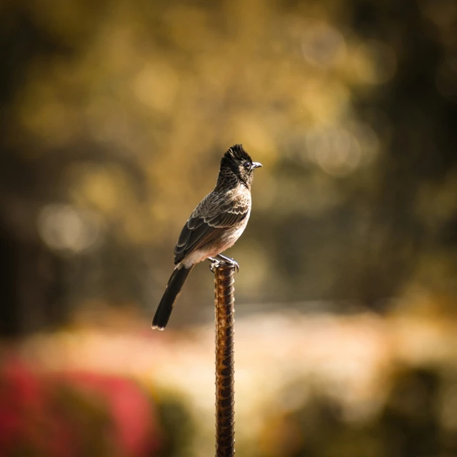 a small bird is standing on a post