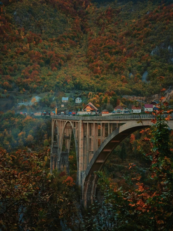 the bridge is high in the tree tops