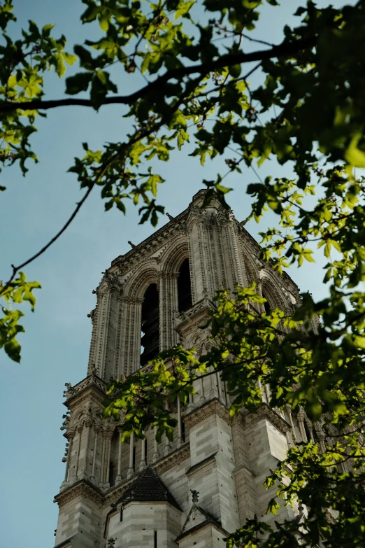 the view from beneath the tree of a tower