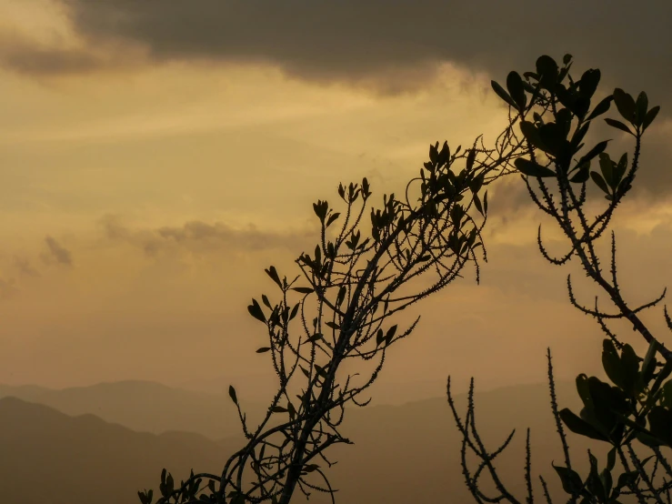 tree silhouette with clouds in background at sunset