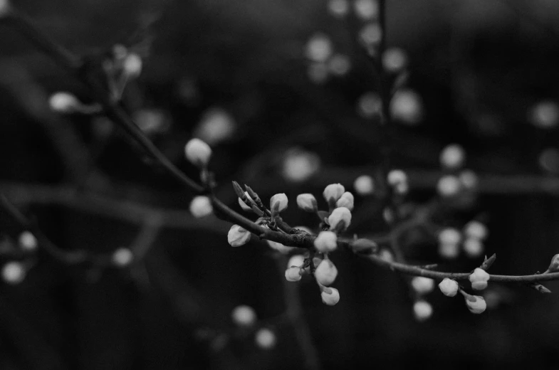 some little white flowers that are on a tree