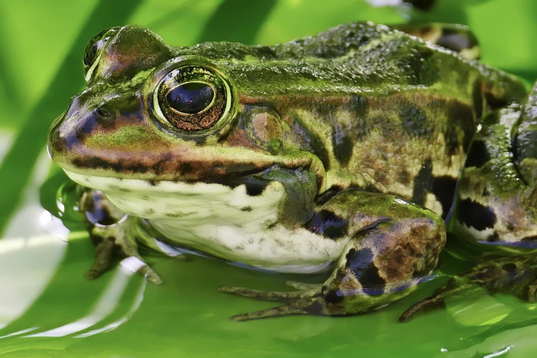 a frog sits on top of a leaf while staring at the camera