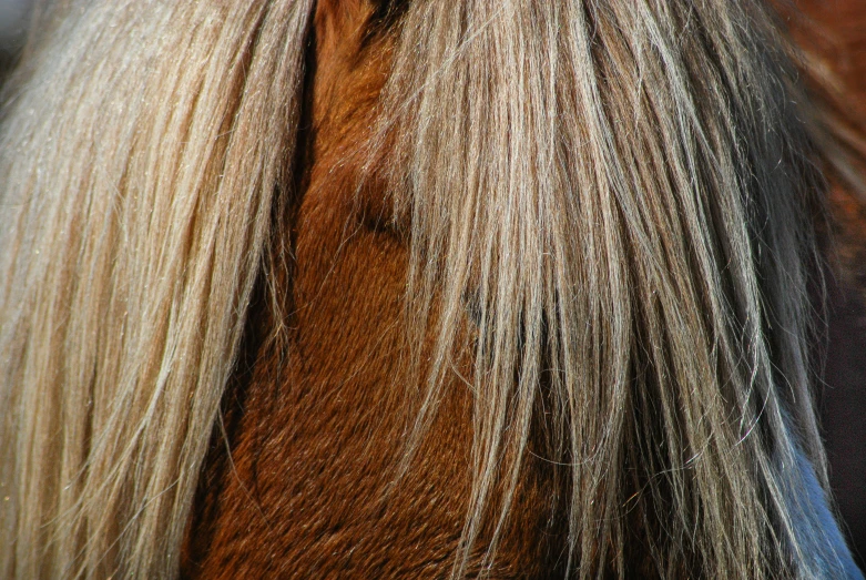 a close up view of a brown horse with long hair