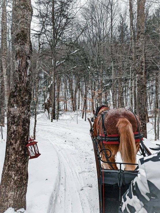 a horse being pulled in a cart down a snowy road