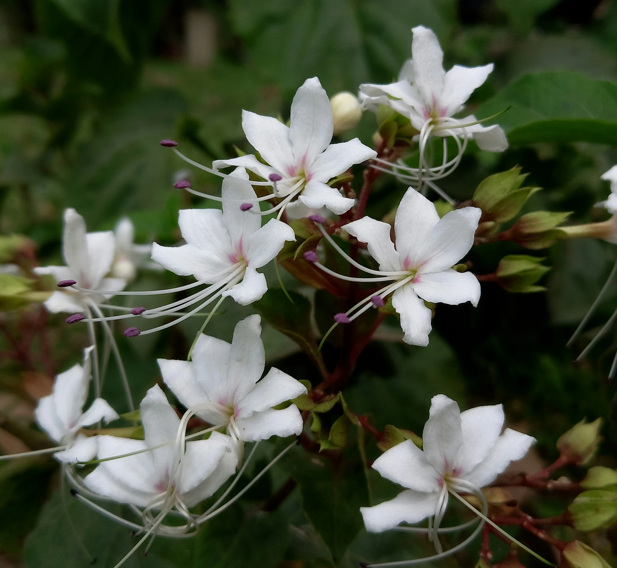 a close up of white flowers in bloom