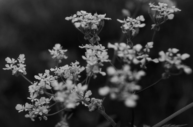 a black and white po of some small flowers