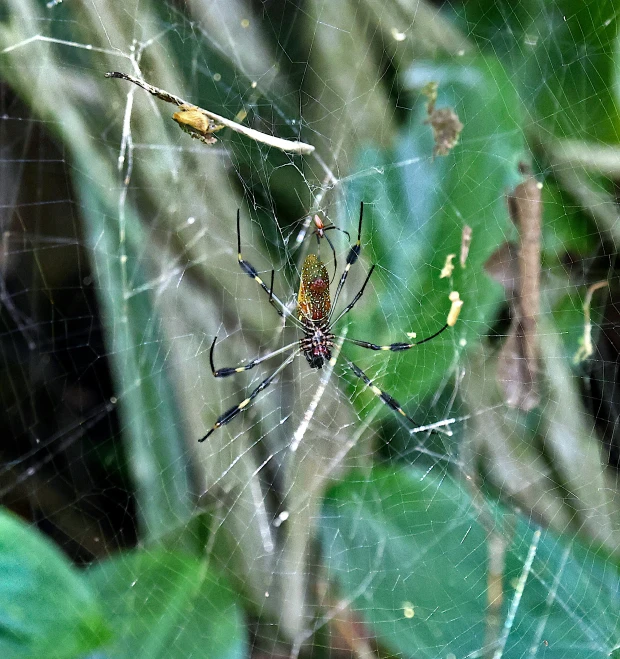 an insect in the middle of a spider web