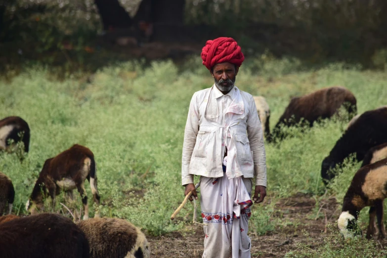 a man with a red turban stands among grazing animals