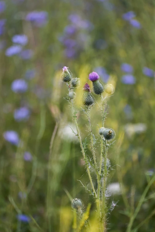 there is a blurry po of a flower in the middle of the field