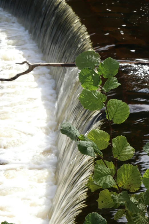 water gushing from the top of a dam with leaves growing along the edge