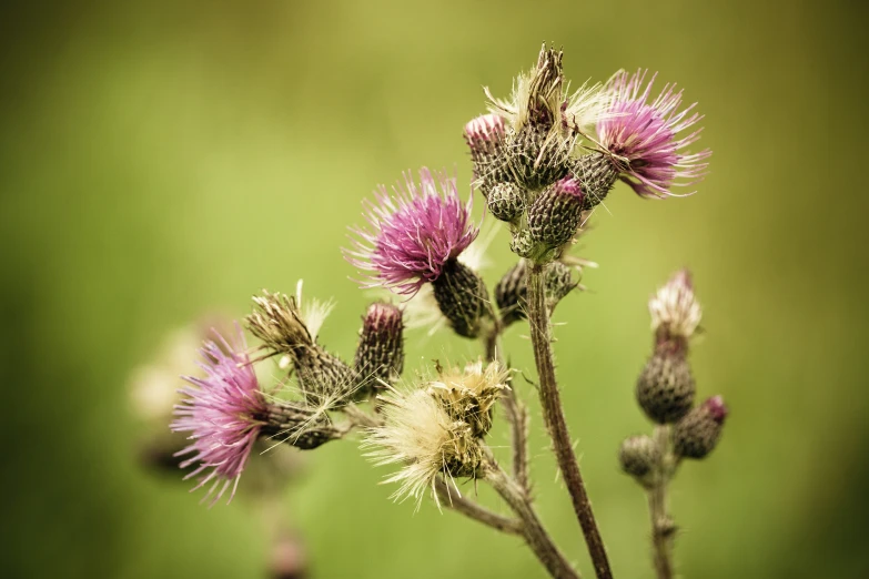 the purple flower blooms in an area with many other flowers