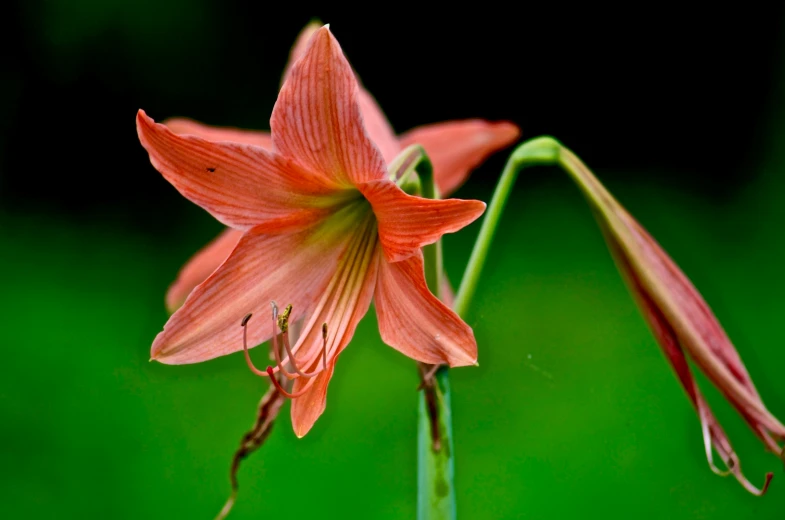 a big red flower with long petals sitting on the stem