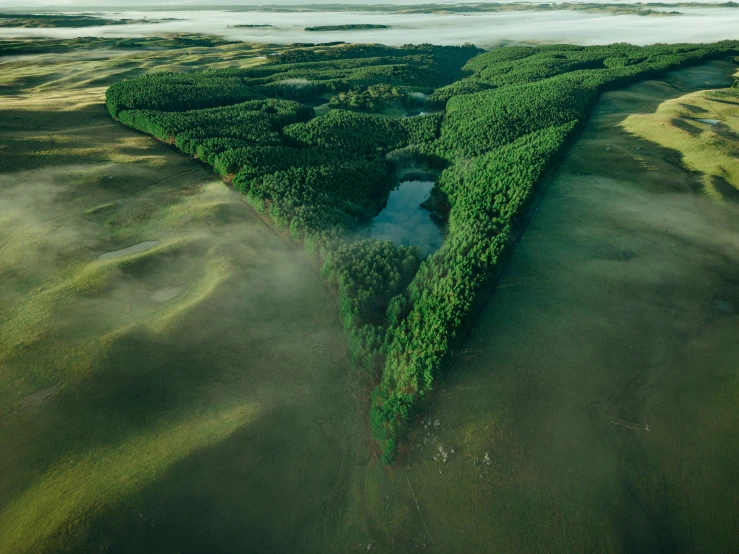 the aerial po shows an unusually shaped tree