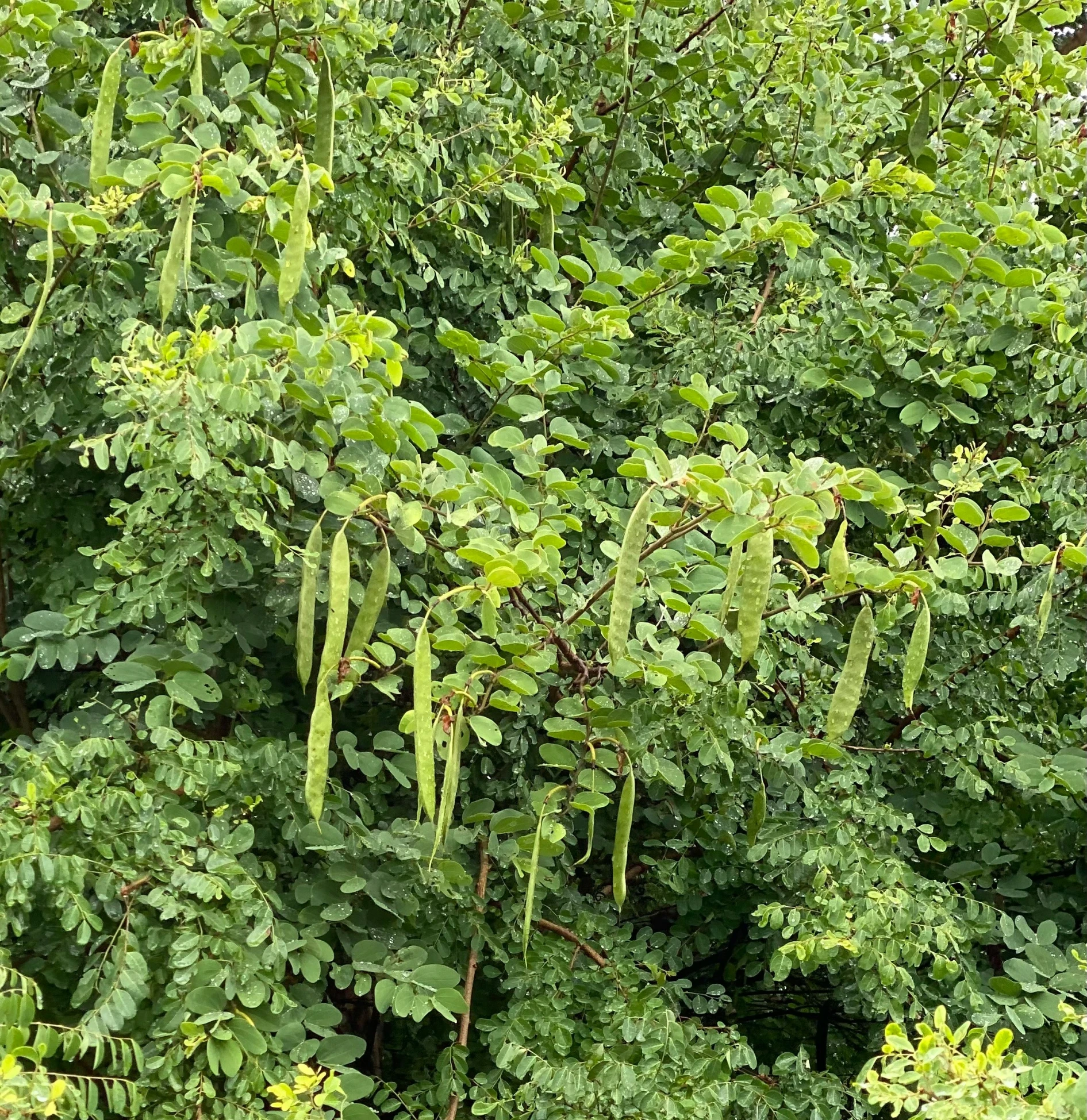 the large leafy trees look green as well