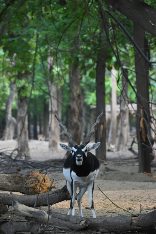 an animal is standing near many fallen trees