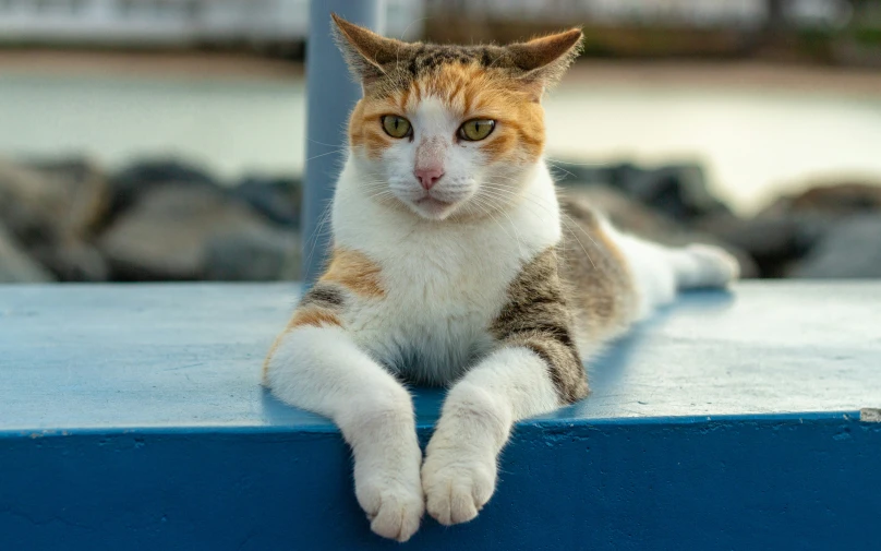 cat with big yellow eyes sitting on the edge of a blue ledge