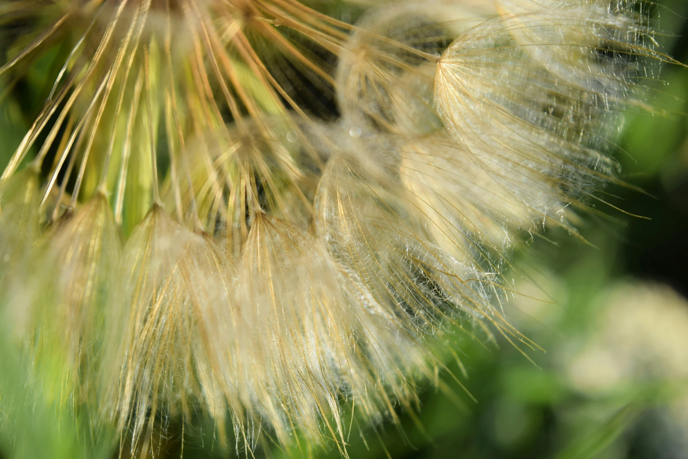 a close up picture of some type of plant with long, thin stems