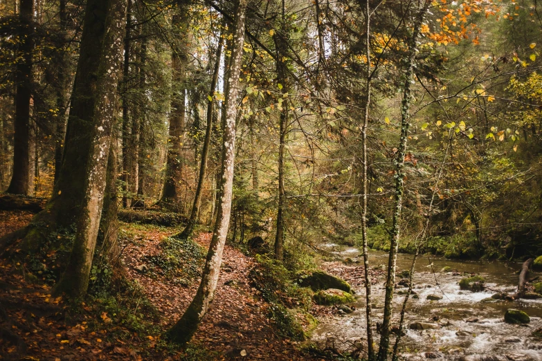 the creek is flowing through a wooded area