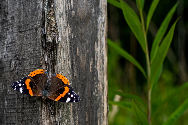 an orange and black erfly resting on a tree