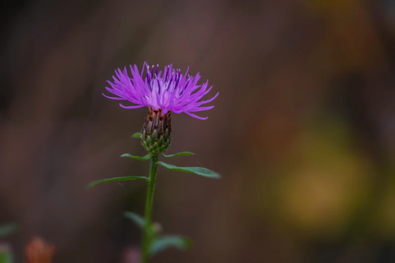 a single purple flower is seen against a background